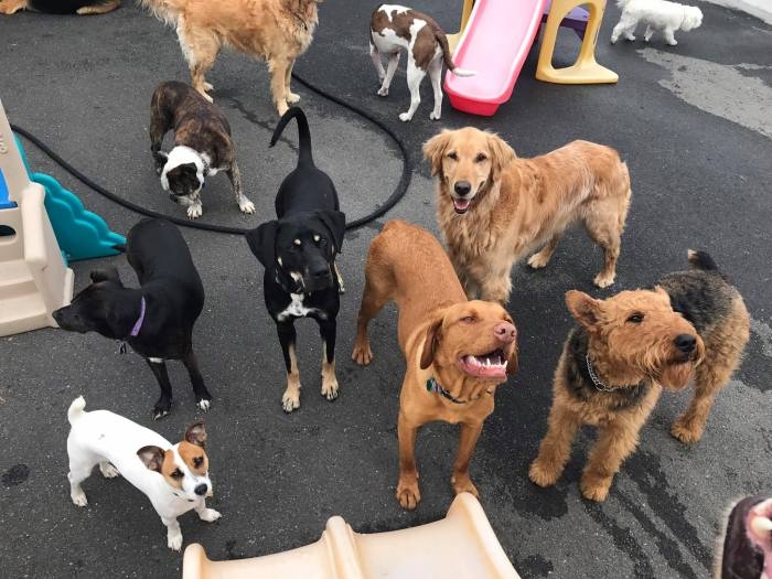 Doggie Daycare Services in Connecticut Areas Served CT