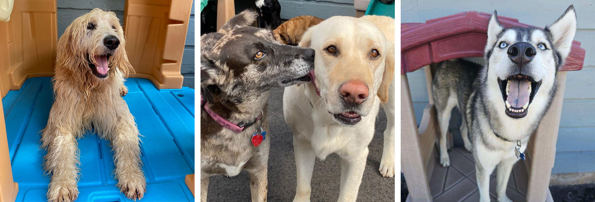 photos of dogs at PawPlay