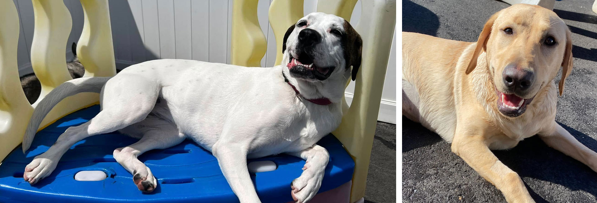 photos of dogs at PawPlay